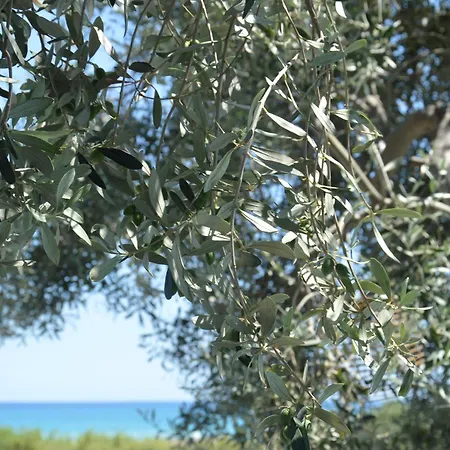 Ego' Marine Sea View, Guest house Mandatoriccio Marina